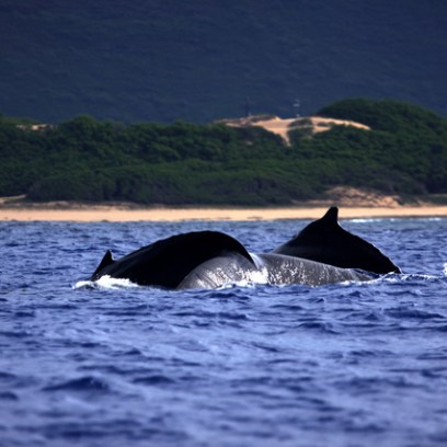 two dolphins