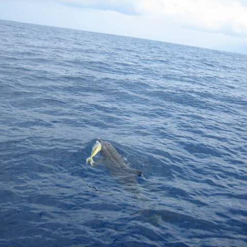A dolphin after catching a fish
