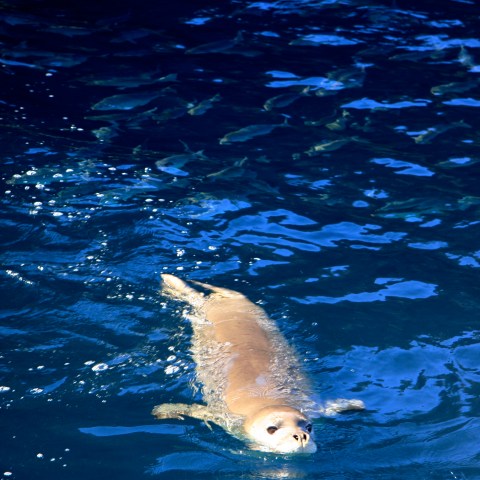 A seal