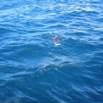 A dolphin