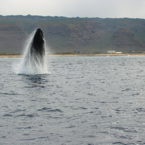 A whale breaching the water