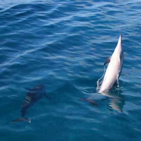 Dolphins playing in the water