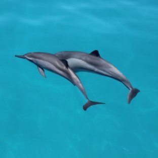A couple of dolphins