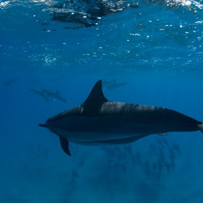A dolphin swimming