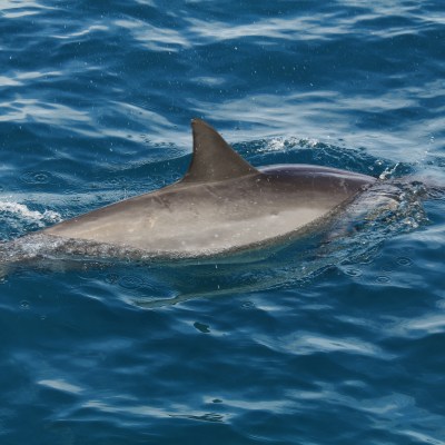 A dolphin