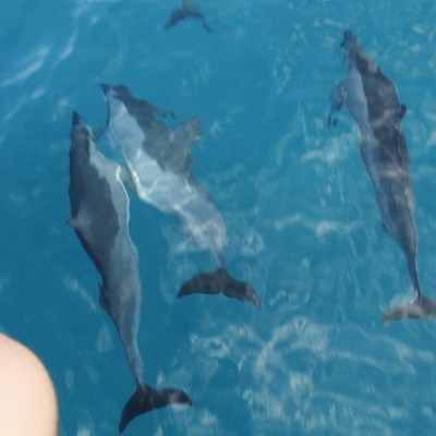 Dolphins swimming