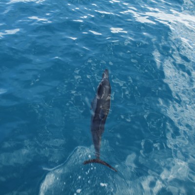 A dolphin