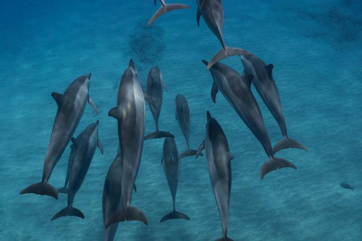 a flock of seagulls flying in the sky