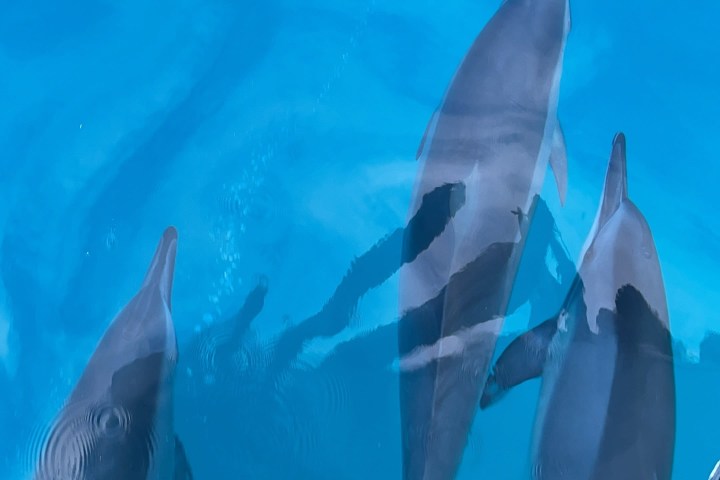 a bird swimming in water
